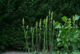 Heuchera cylindrica 'Green finch' bestellen